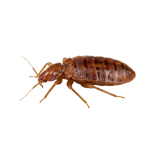 Common Bed Bugs (Cimex lectularius)