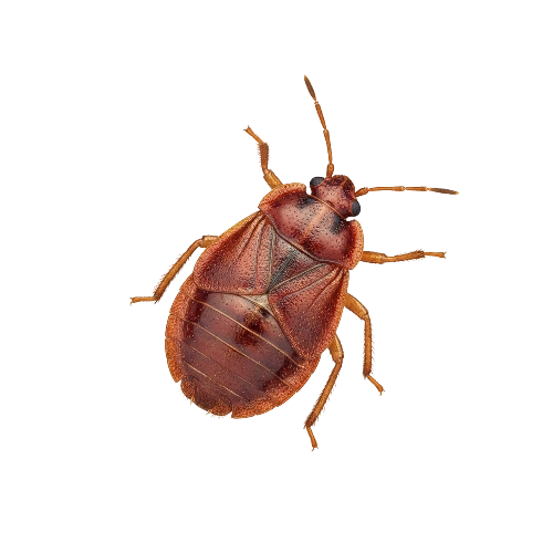 Tropical Bed Bugs (Cimex hemipterus)