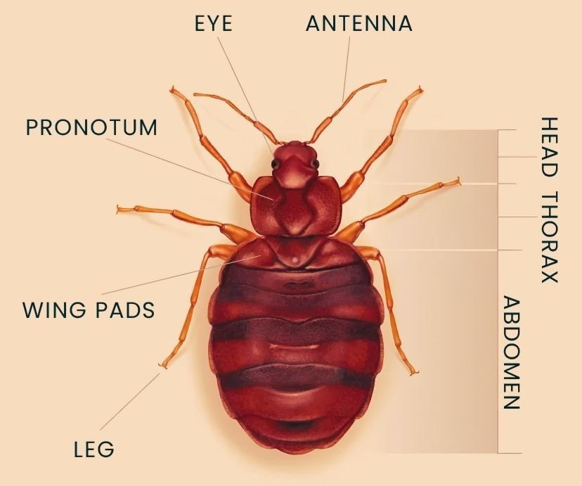 Bedbug Bio