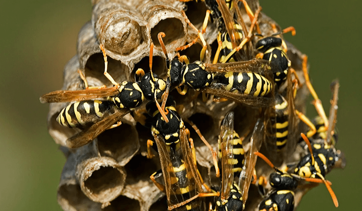 Remove a Wasp Nest