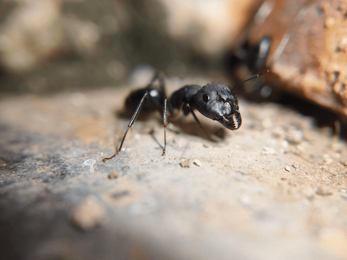 different types of ants species