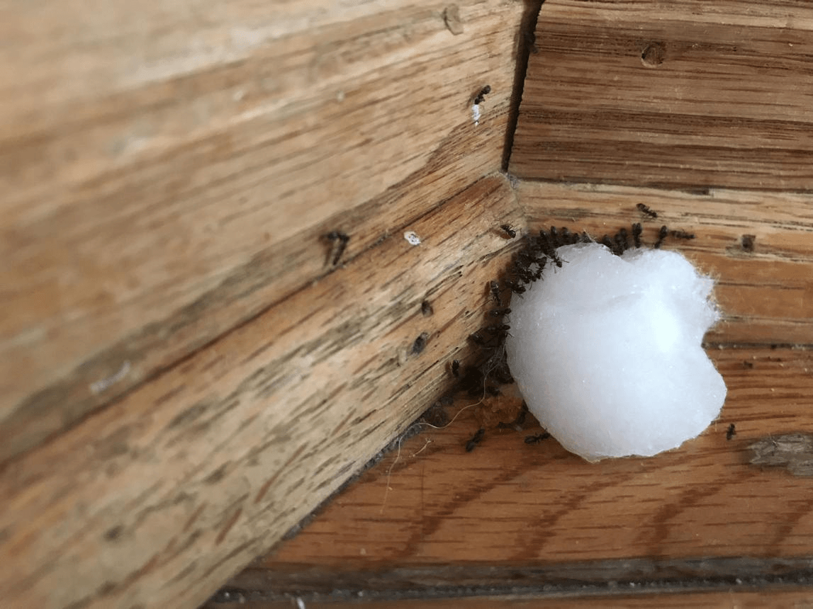 natural ant removal method