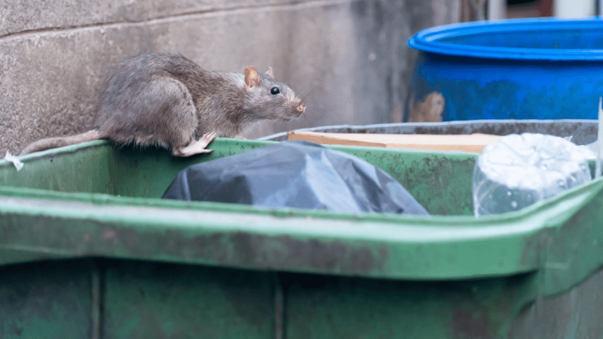 Keep Mice Out for Good