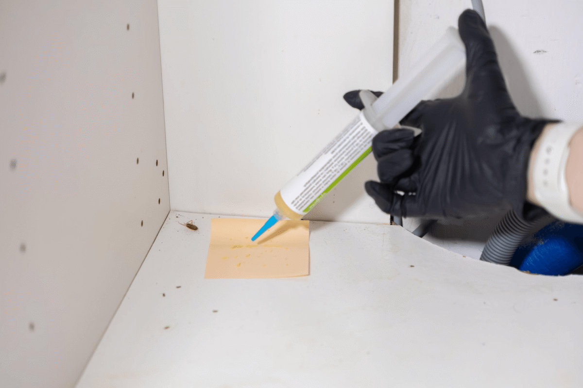 Deploy Gel Bait in High-Activity Zones