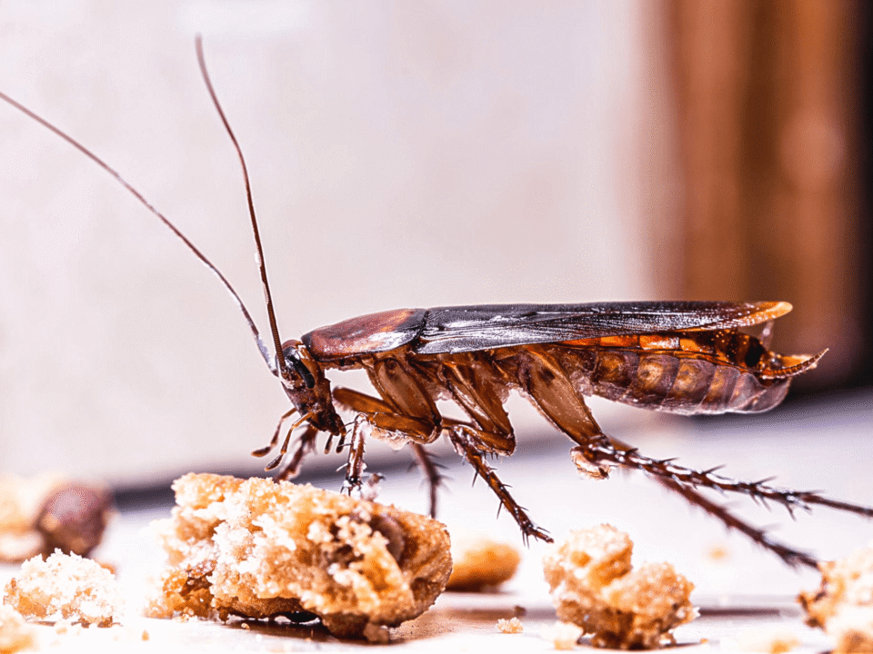 cockroach facts