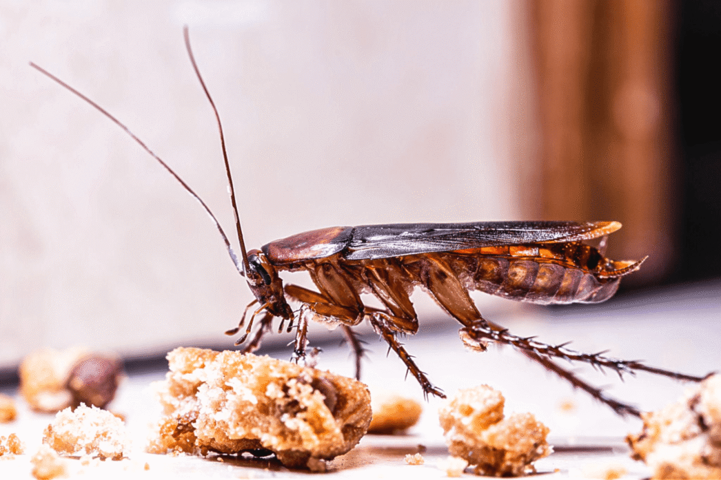 How to Get Rid of Cockroaches in an Apartment -Toronto guide