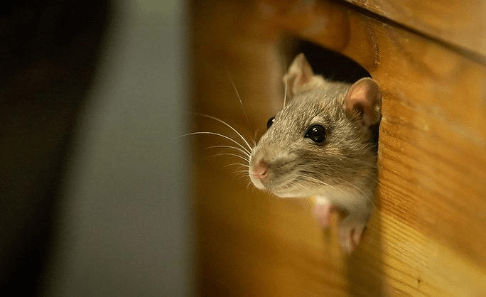 Mice vs. Rats