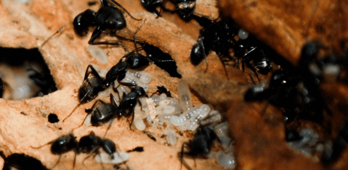 Confirm the Carpenter Ant Nest