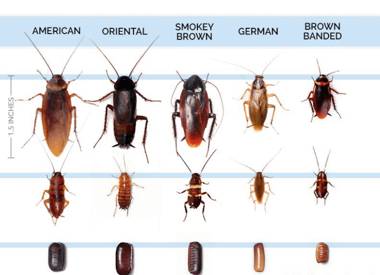 Types of Cockroaches