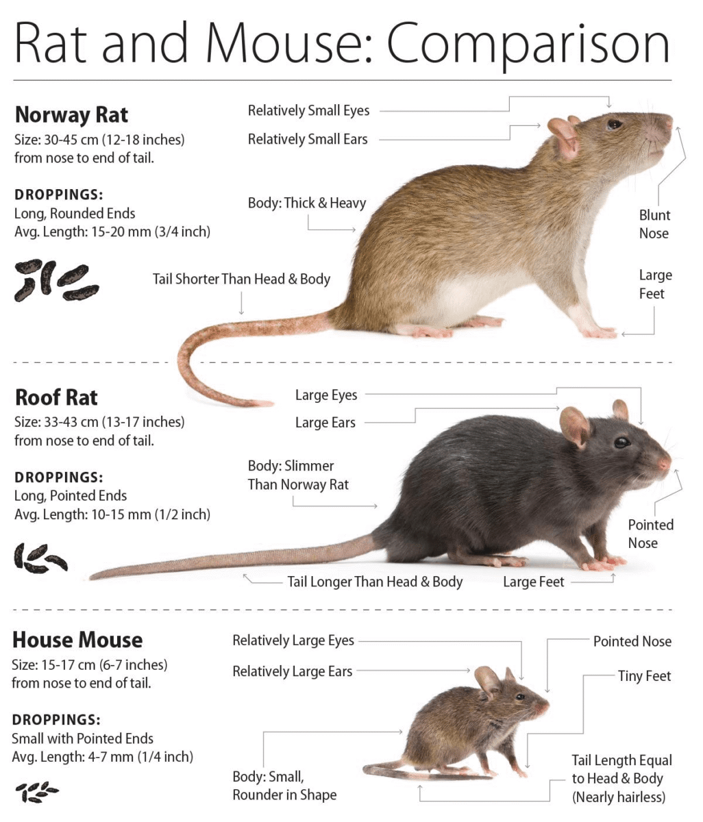 Mouse vs Rat Side-by-Side Comparison