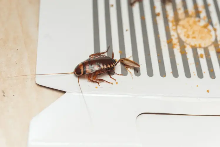 Monitor Progress with Sticky Traps