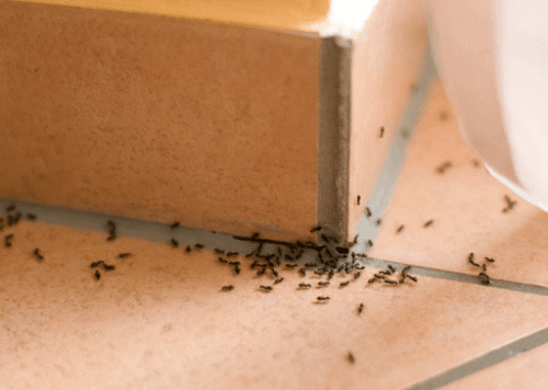 sugar ants marching in your kitchen