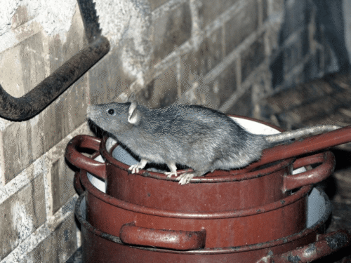 rat