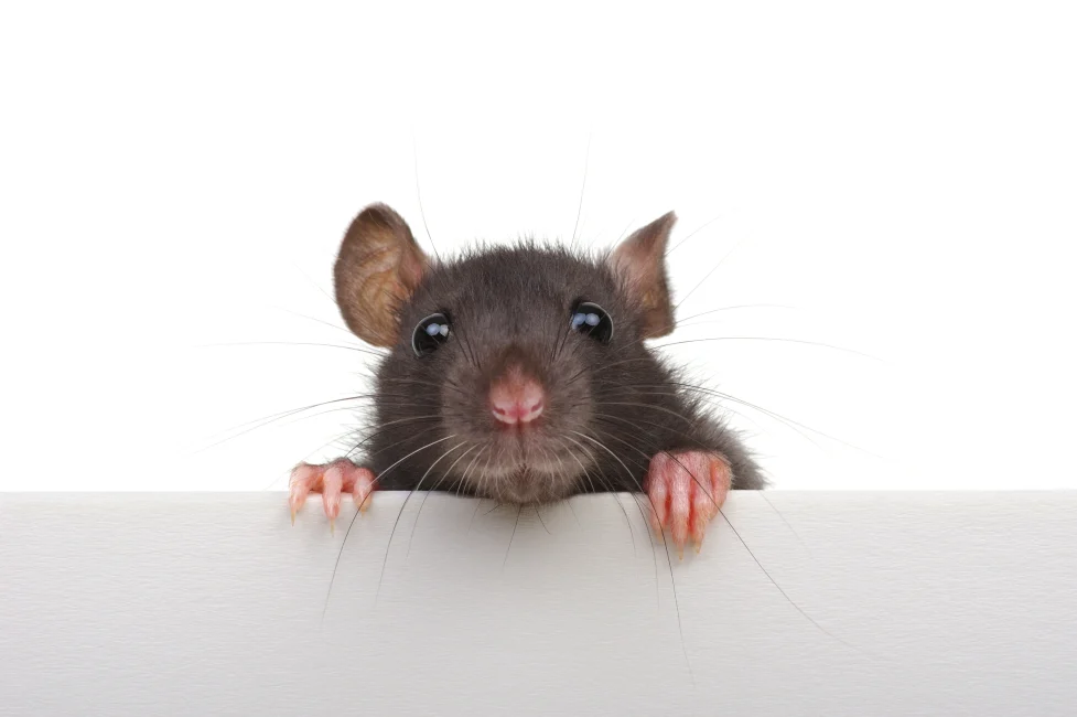 rat