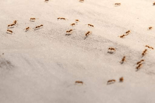 The ant trail is your roadmap