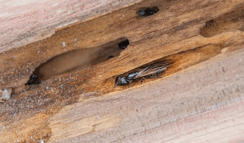 Signs of Carpenter Ants