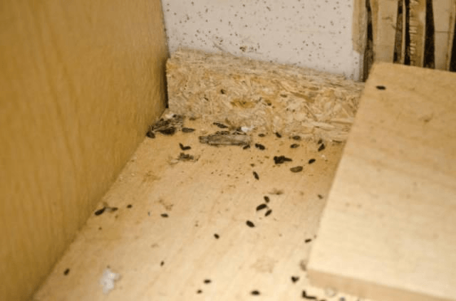 mouse nest in basement storage area