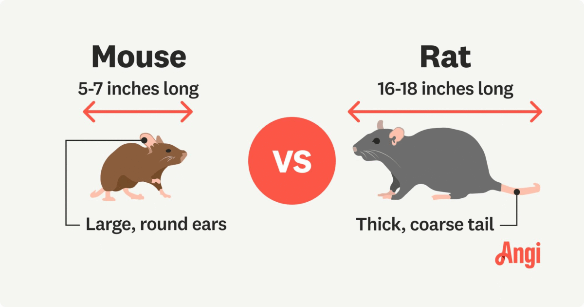 Mice vs Rats