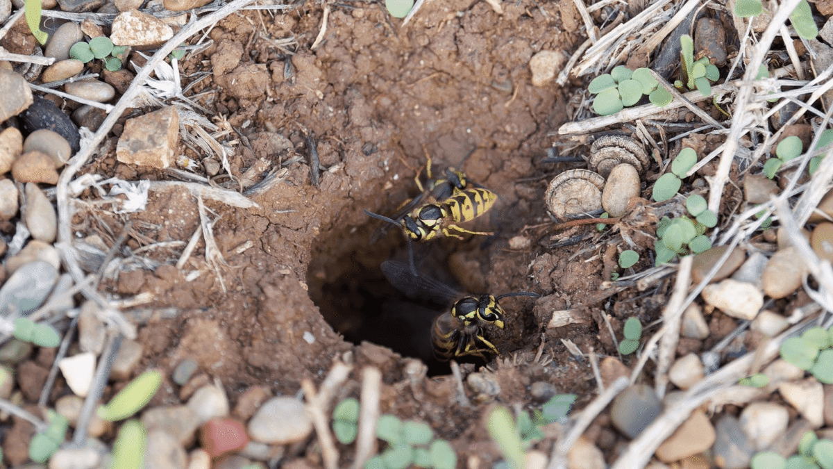 wasp1