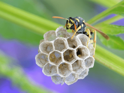 Wasp Species Identification