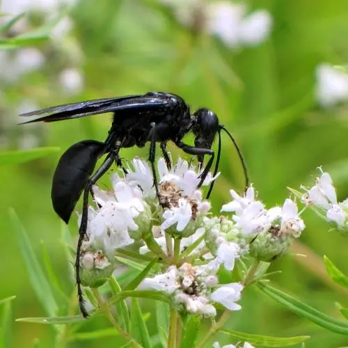 Great Black Wasp Dangerous