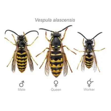 Wasps Live