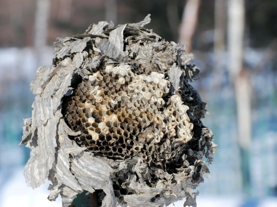 How Long Do Wasps Live