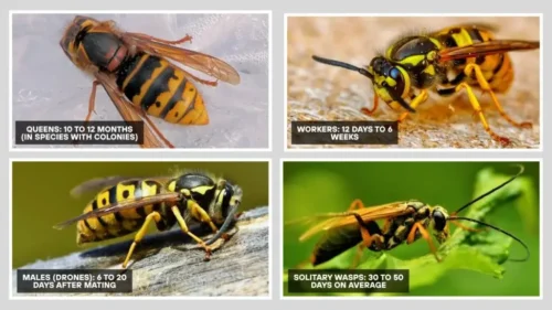 How Long Do Wasps Live