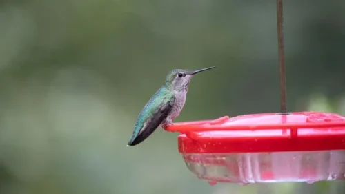 Switch to a Saucer-Style Feeder