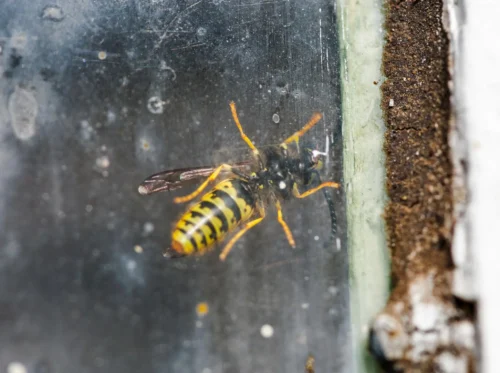 wasp's lifespan in house