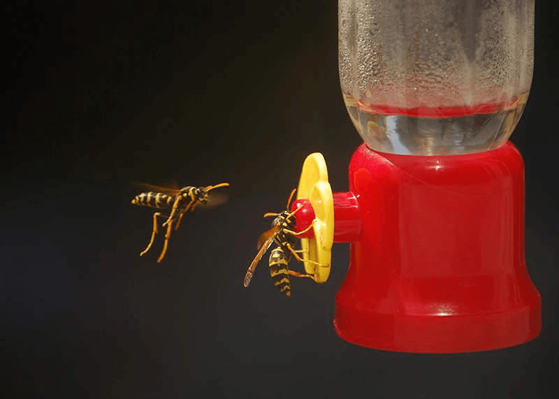 Keep Wasps Away From Hummingbird Feeders