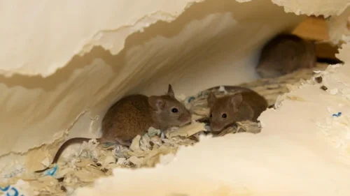 Why Walls Attract Mice