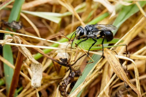 What Is the Great Black Wasp Actually Doing
