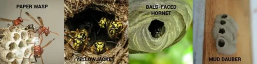 How Different Wasp Species Build Differently