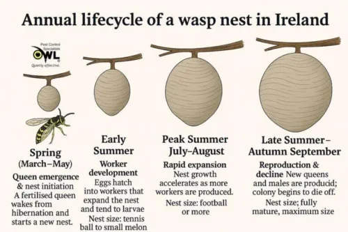 Nest founding