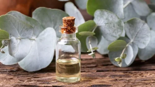 Sharp Eucalyptus Smell Repels Wasps