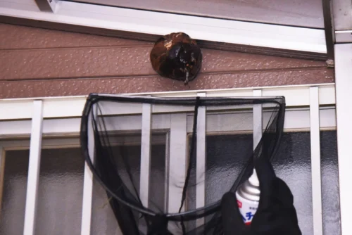 When to Remove a Wasp Nest