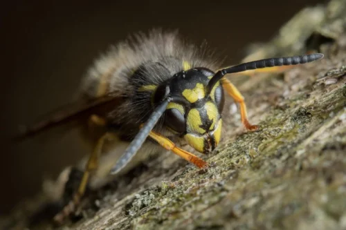 Why Smells Affect Wasps So Much