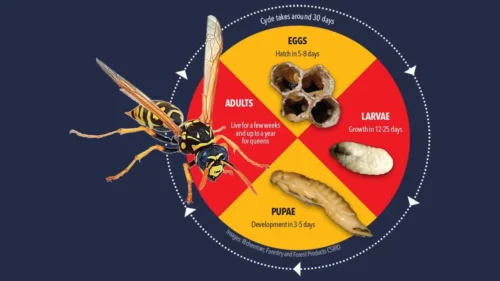 Queen wasp life cycle