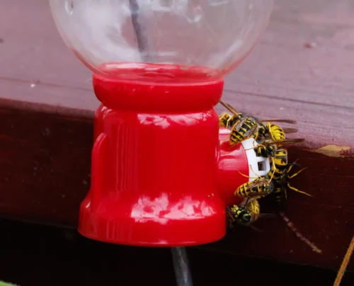Why August Brings So Many Wasps