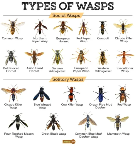 Identification: How to Confirm It's Actually a Great Black Wasp