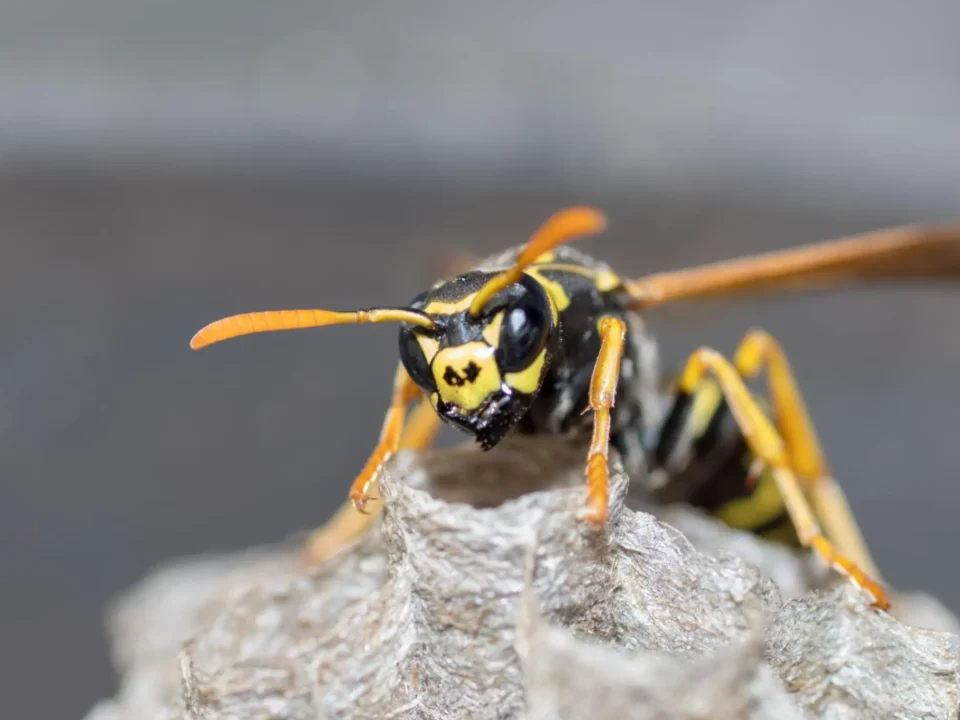 Do Wasps Have a Queen