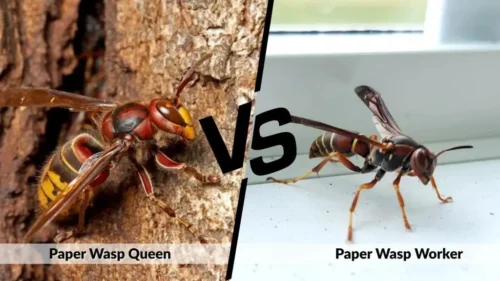 Queen wasp compared to worker wasp showing size