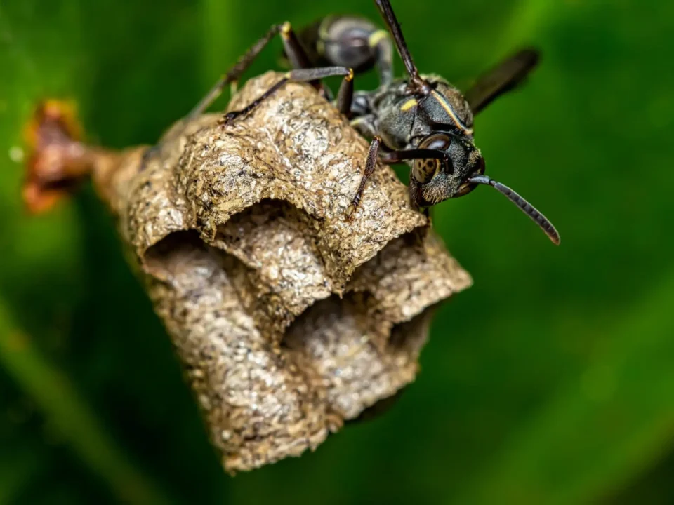 How Do Wasps Make Their Nests?