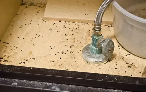 Mouse Droppings