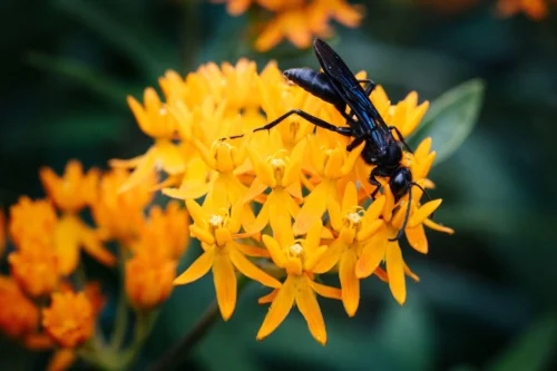 Is the Great Black Wasp Dangerous