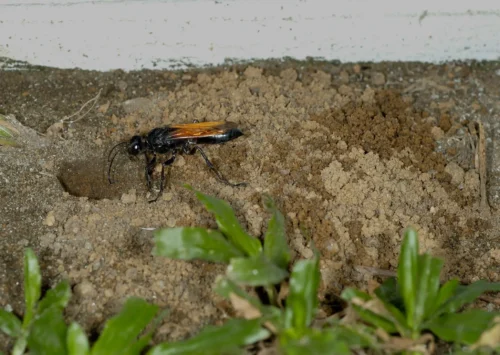 Should You Remove a Great Black Wasp Nest?