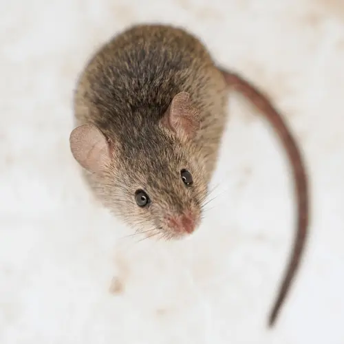 House mice