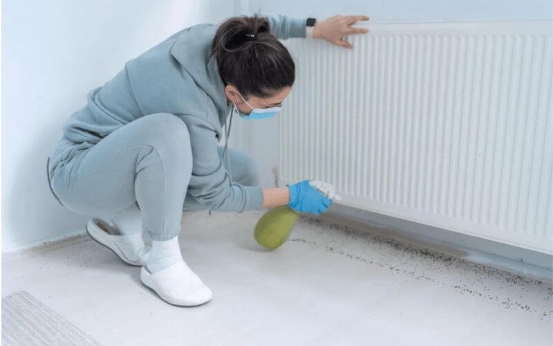 How to Get Rid of Fleas in Your House