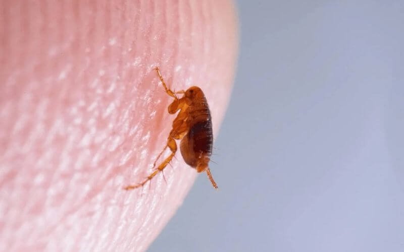 Natural Flea Remedies